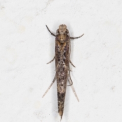 Zelleria cynetica (Rectangular Ermine Moth) at Melba, ACT - 12 May 2022 by kasiaaus