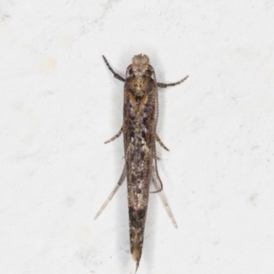 Zelleria cynetica (Rectangular Ermine Moth) at Melba, ACT - 13 May 2022 by kasiaaus