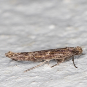 Zelleria cynetica at Melba, ACT - 13 May 2022 01:07 AM