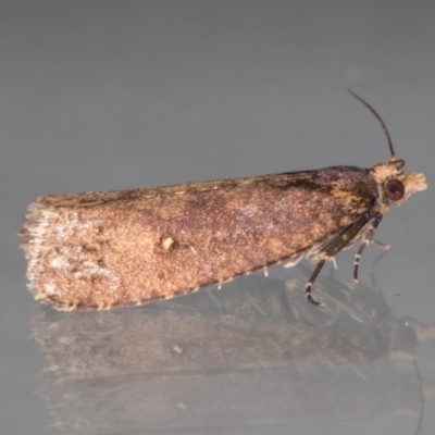 Cryptaspasma sordida (A Tortricid moth (Olethreutinae)) at Melba, ACT - 12 May 2022 by kasiaaus