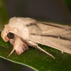 Leucania diatrecta (A Noctuid moth) at Melba, ACT - 14 May 2022 by kasiaaus