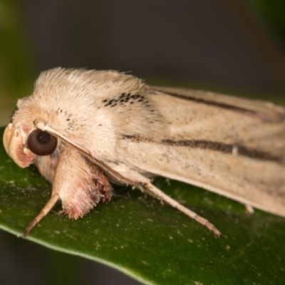 Leucania diatrecta (A Noctuid moth) at Melba, ACT - 14 May 2022 by kasiaaus