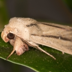 Leucania diatrecta (A Noctuid moth) at Melba, ACT - 13 May 2022 by kasiaaus