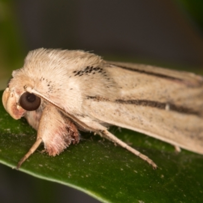 Leucania diatrecta (A Noctuid moth) at Melba, ACT - 13 May 2022 by kasiaaus