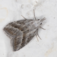 Nola paromoea (Divided Tuft-moth) at Melba, ACT - 13 May 2022 by kasiaaus