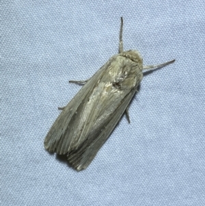 Leucania stenographa at Jerrabomberra, NSW - 14 May 2022