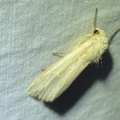 Leucania stenographa at Jerrabomberra, NSW - 14 May 2022