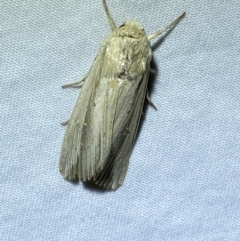 Leucania stenographa at Jerrabomberra, NSW - 14 May 2022