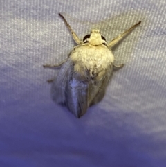 Leucania stenographa at Jerrabomberra, NSW - 14 May 2022