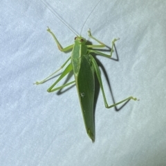 Caedicia simplex (Common Garden Katydid) at QPRC LGA - 14 May 2022 by Steve_Bok