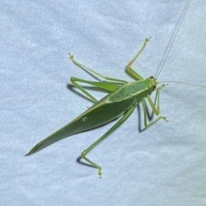 Caedicia simplex at Jerrabomberra, NSW - suppressed