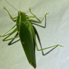 Caedicia simplex at Jerrabomberra, NSW - suppressed