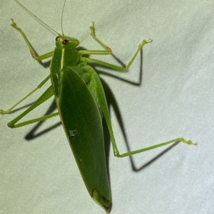 Caedicia simplex at Jerrabomberra, NSW - 14 May 2022