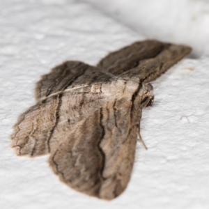 Euphronarcha luxaria at Melba, ACT - 14 May 2022