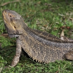 Pogona vitticeps (Central Bearded Dragon) at Acton, ACT - 13 May 2022 by TimL