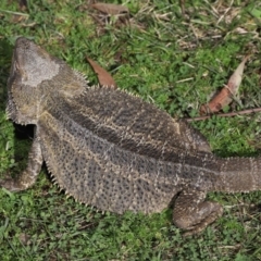 Pogona vitticeps at Acton, ACT - 13 May 2022 01:08 PM