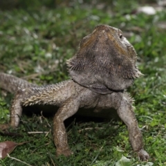 Pogona vitticeps at Acton, ACT - 13 May 2022 01:08 PM