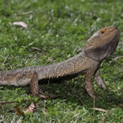 Pogona vitticeps at Acton, ACT - 13 May 2022