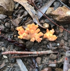 Unidentified Fungus (TBC) at Mount Jerrabomberra - 14 May 2022 by nessp
