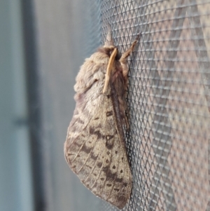 Oxycanus (genus) at Kambah, ACT - 14 May 2022 01:45 PM