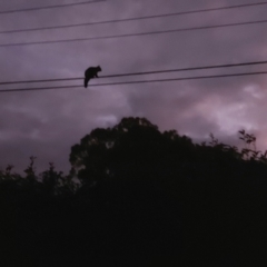 Trichosurus vulpecula (Common Brushtail Possum) at Kambah, ACT - 6 May 2022 by GirtsO