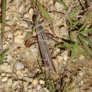 Acrida conica at Paddys River, ACT - 3 May 2022 01:03 PM