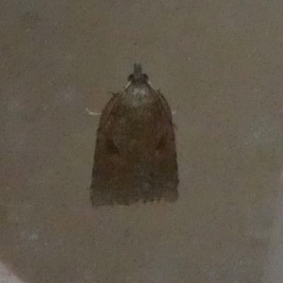 Meritastis polygraphana (Mottled Bell Moth) at QPRC LGA - 8 May 2022 by Paul4K