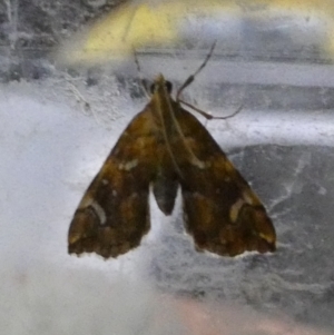 Musotima nitidalis at Boro, NSW - suppressed