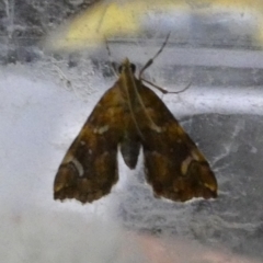 Musotima nitidalis (A Crambid moth) at Boro, NSW - 10 May 2022 by Paul4K