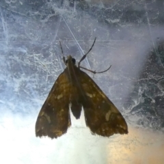 Musotima nitidalis at Boro, NSW - suppressed