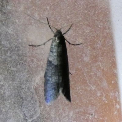 Lepidoscia adelopis, annosella and similar species (A Case moth) at Boro, NSW - 10 May 2022 by Paul4K