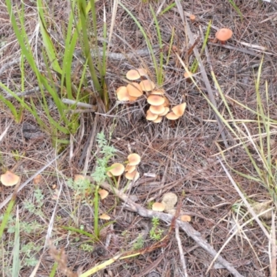Unidentified Cap on a stem; gills below cap [mushrooms or mushroom-like] at Boro, NSW - 10 May 2022 by Paul4K