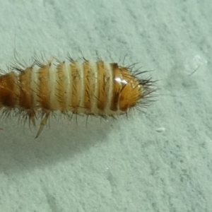 Dermestidae sp. (family) at Queanbeyan, NSW - 13 May 2022