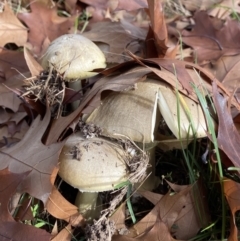 Amanita phalloides (Death Cap) at Amaroo, ACT - 14 May 2022 by AJB