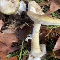 Amanita phalloides at Amaroo, ACT - 14 May 2022