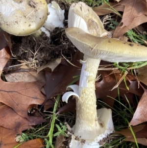 Amanita phalloides at Amaroo, ACT - 14 May 2022 10:21 AM