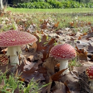 Amanita muscaria at Amaroo, ACT - 14 May 2022