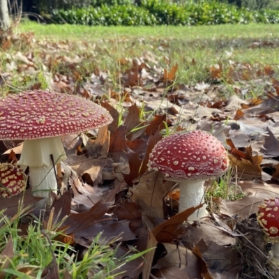 Amanita muscaria (Fly Agaric) at Amaroo, ACT - 14 May 2022 by AJB