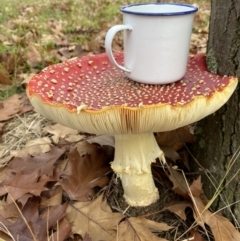 Amanita muscaria at Amaroo, ACT - 14 May 2022