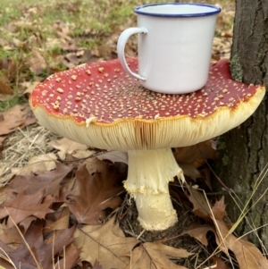 Amanita muscaria at Amaroo, ACT - 14 May 2022 10:28 AM