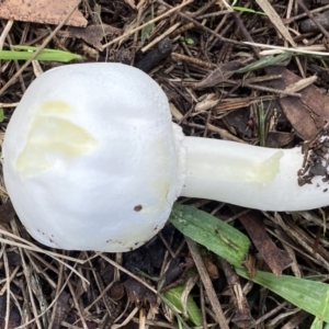 Agaricus 'xanthodermus group' at Amaroo, ACT - 14 May 2022