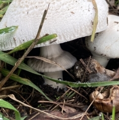 Agaricus 'xanthodermus group' at Amaroo, ACT - 14 May 2022