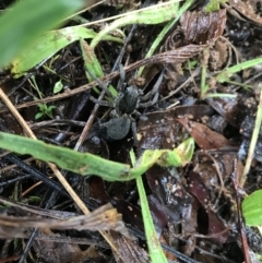 Unidentified Spider (Araneae) at Griffith Woodland - 15 May 2022 by ianandlibby1