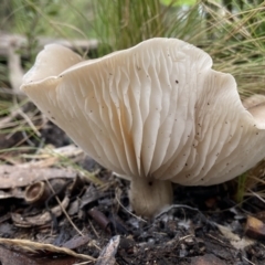 Tricholoma sp. (gills white/creamy) at Piney Ridge - 14 May 2022 by AJB