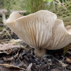 Tricholoma sp. (gills white/creamy) (TBC) at Stromlo, ACT - 14 May 2022 by AJB