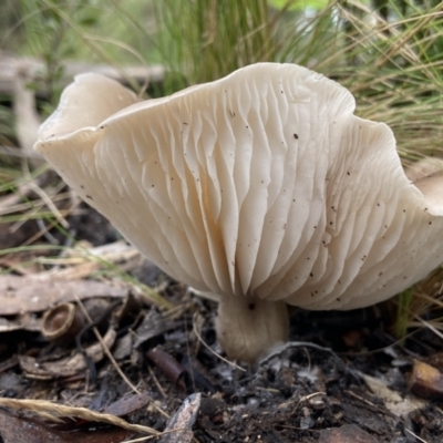 Unidentified Cap on a stem; gills below cap [mushrooms or mushroom-like] at Stromlo, ACT - 14 May 2022 by AJB