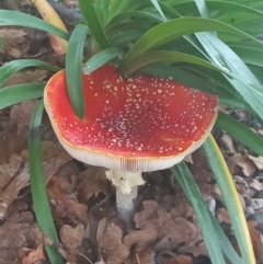 Amanita muscaria (Fly Agaric) at Amaroo, ACT - 15 May 2022 by RichForshaw