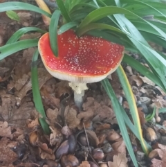 Amanita muscaria at Amaroo, ACT - 15 May 2022