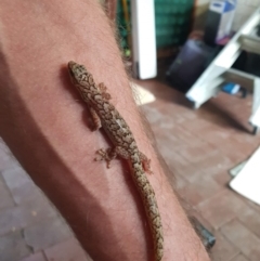 Christinus marmoratus (Southern Marbled Gecko) at Crestwood, NSW - 15 May 2022 by Steve1967