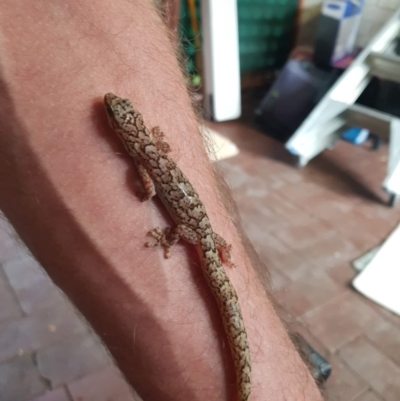 Christinus marmoratus (Southern Marbled Gecko) at Crestwood, NSW - 15 May 2022 by Steve1967